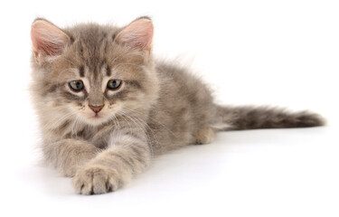 Cute fluffy grey kitten lying isolated on white