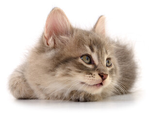 Fluffy grey kitten lying down isolated on white