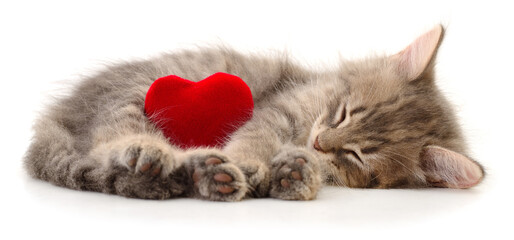 Sleeping grey kitten with red heart isolated on white