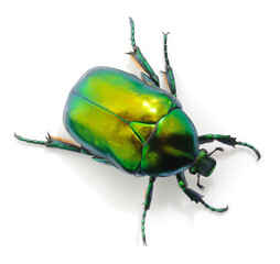 Green rose chafer beetle isolated on white background