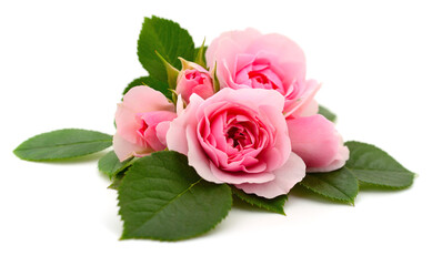 Pink roses with green leaves isolated on white