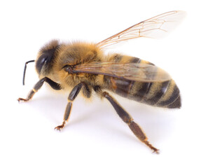 Honey bee isolated on white background