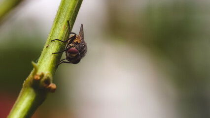 Naklejka premium Close-up of a fly perched on a green stem in a blurry natural environment