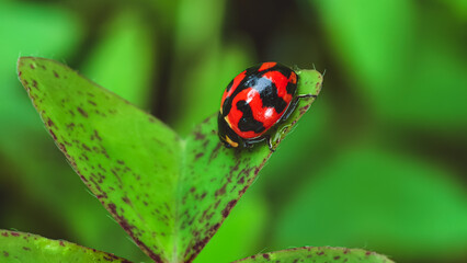 A ladybug perched on a vibrant green leaf in a lush garden from a close-up viewpoint. © Prime
