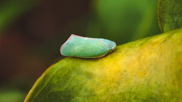 Close-Up of Green Leafhopper on Leaf