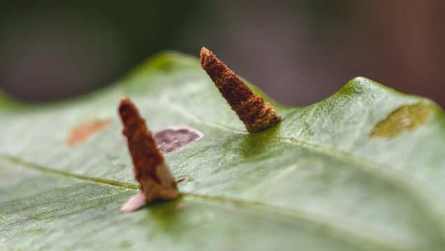 Macro view of bagworm larvae on damaged green leaves in the natural environment