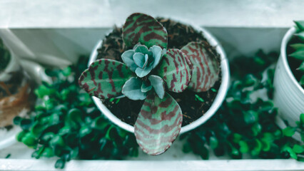 Kalanchoe humilis succulent plants in a white pot on a shelf surrounded by greenery