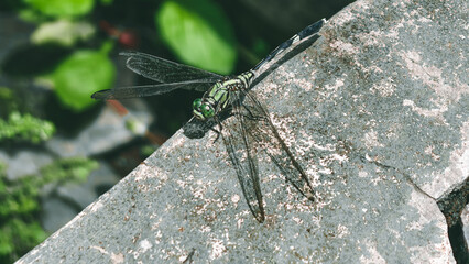 A dragonfly rests on a weathered stone surface surrounded by lush greenery viewed from above