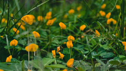 A vibrant field of yellow Arachis Pintoi Flowers swaying gently in the breeze on a lush green meadow