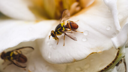 Bees collecting nectar from a white flower with dewdrops on its petals in a close-up view © Prime