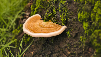 A vibrant stereum subtomentosum mushroom grows on a moss-covered tree trunk in a lush forest...