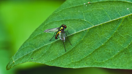 Naklejka premium A close-up view of a small insect resting on a vibrant green leaf in a lush garden environment