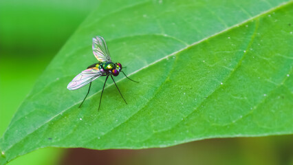 Naklejka premium A fly rests on a vibrant green leaf in a lush outdoor environment viewed from a close-up perspective