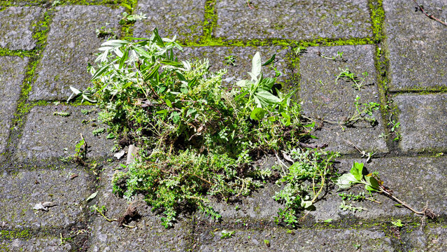 Clearing weeds that grow