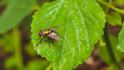 Fototapeta premium A close-up view of a fly resting on a vibrant green leaf in a lush garden environment