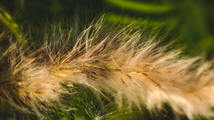 Soft, feathery plumes sway gently in the breeze amidst lush greenery, captured in a close-up view