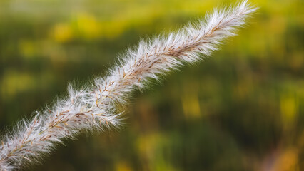 A close-up view of a foxtail grass stem against a blurred green background