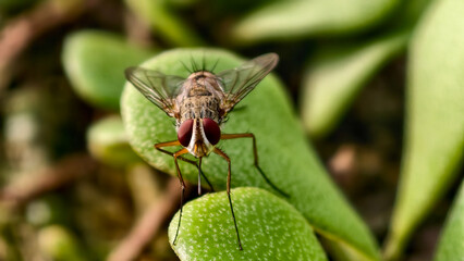 Close-up of a fly perched on a green leaf in an open natural environment