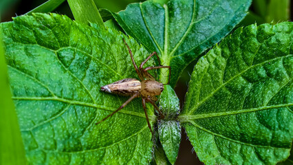 Spider resting on a vibrant green leaf in a lush garden scene viewed from directly above.