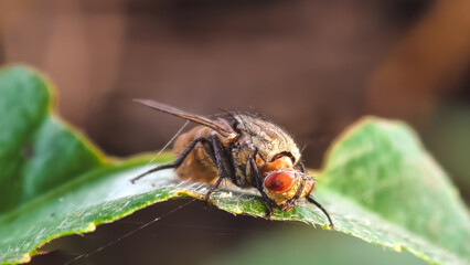Close-up of a dead fly on a green leaf in an open natural environment
