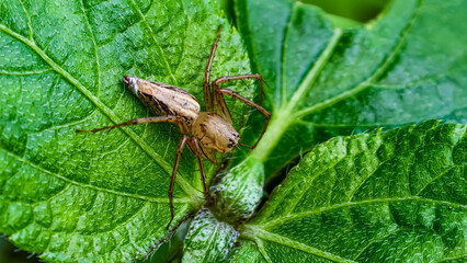 Spider resting on a vibrant green leaf, showcasing nature's serenity from a close-up viewpoint