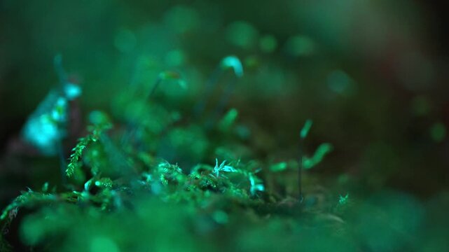Moss with visible sporophytes shown in a tight macro shot highlighting stems and capsules in natural light.
