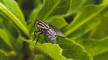 A fly perched on a green leaf in a lush natural environment