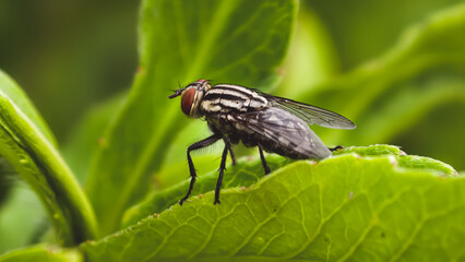 A fly resting on a vibrant green leaf in a lush natural environment from a close-up viewpoint.