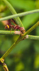 Close-up of wasps on a branch in a lush green environment from a low viewpoint