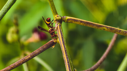 A close-up of a wasp perched on a twig in a lush green environment