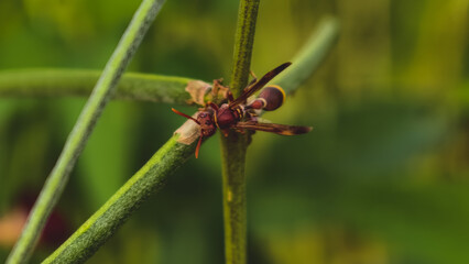 A close-up view of a wasp perched on a green stem surrounded by foliage