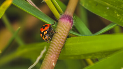 A small ladybug insect perched on a stem surrounded by lush green leaves in a natural outdoor setting