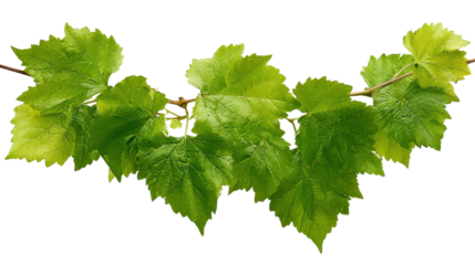 Green grape leaves on a vine branch, fresh spring summer growth symbolizing viticulture, organic farming and winemaking, isolated on transparent background for versatile use, png