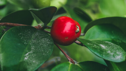A close-up view of a vibrant red fruit hanging from a lush green branch with wet leaves