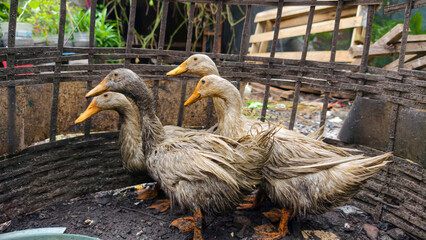 Ducks standing in a dirty cage with metal bars surrounding them in a backyard environment