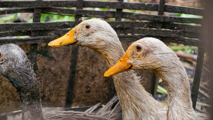 Two ducks standing together in a cage, viewed from a close-up perspective.