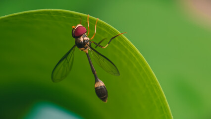 A close-up view of a damselfly perched on a green leaf in a natural outdoor setting.