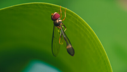 A damselfly perched on the edge of a green leaf, viewed from a close-up perspective in a natural outdoor setting