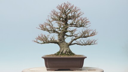 Artistic Bonsai Tree in a Ceramic Pot Against a Soft Blue Background.