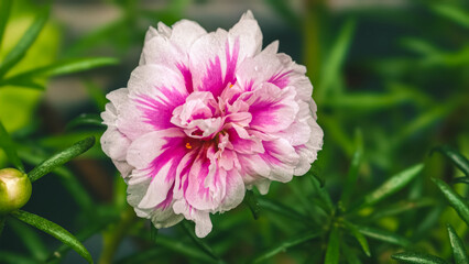 A vibrant pink and white flower blooming in a lush green garden viewed from above