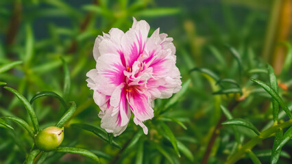 A close-up view of a vibrant pink portulaca flower surrounded by lush green leaves in a serene garden environment