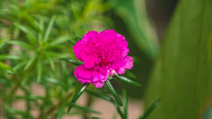 Fototapeta premium Vibrant pink Magenta Portulaca Grandiflora blooming in a lush green garden