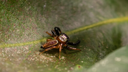 A jumping spider perched on a green leaf in a natural environment from a close-up viewpoint.