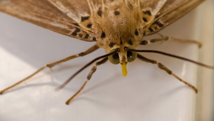 Macro view of a butterfly with distinctive patterns on its body and wings, perched on a white surface.