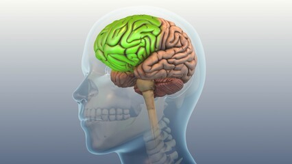 Neurological Disorder Affecting Muscle Coordination