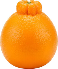 Hallabong Tangerine Illustration : 한라봉