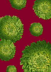 Xmas Green Chrysanthemumn abstract background