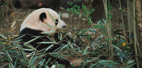 Giant panda He hua (hua hua)eat bamboo leaves in the zoo, china