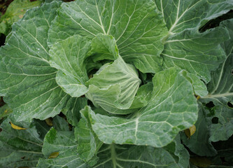 Green cabbages in growth at vegetable garden