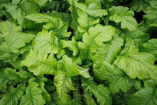 Green radish crops in growth at the vegetable garden